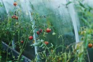 pestovanie v skleníku